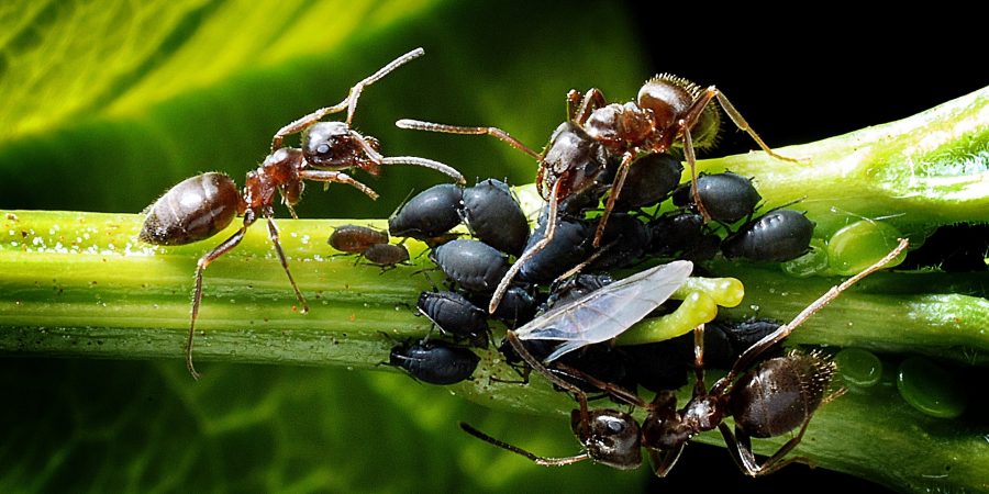 formiche che allevano gli afidi